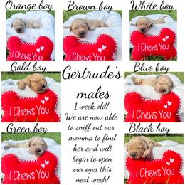 Golden Retriever Puppies from All shades Golden