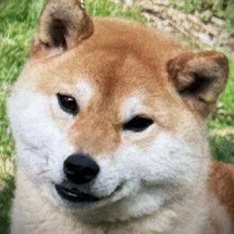 Lola - Shiba Inu
