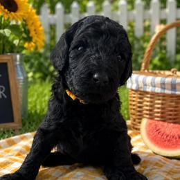 BIRDIE - Black female Poodle puppy in Thornton, Colorado from Shandy Poodle