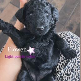 Elowen (light purple) - Black female Poodle puppy in Batavia, Ohio from The Livezey Standard-CKCS and Standard Poodles