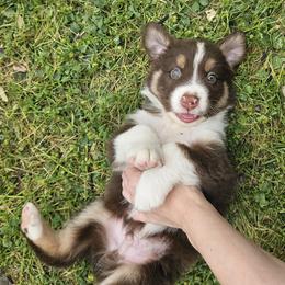 Australian Shepherd Puppies from Cali's Australian Shepherds