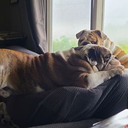 Bulldog Puppies from Pappy's Bullies