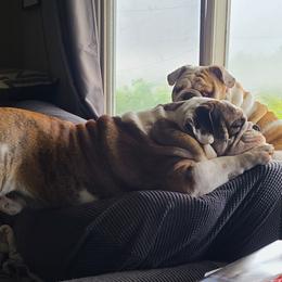 Bulldog Puppies from Pappy's Bullies