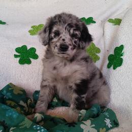 Shichon and Aussiedoodle Puppies from PTK Ranch