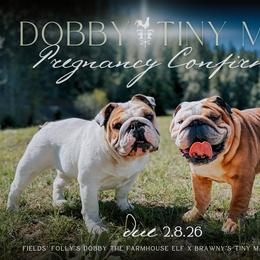 Bulldog puppies from Fields’ Folly