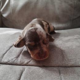 Birch - Dapple male Dachshund puppy in Hope, Michigan from Hope Heelers