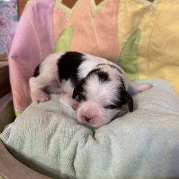 Gray Boy - Tri-color male Cavalier King Charles Spaniel puppy in Smiths, Alabama from K&K Kennels