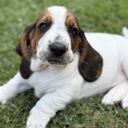 Basset Hound puppies from Bear Foot Bassets Of West Virginia
