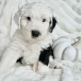 Old English Sheepdog and Sheepadoodle Puppies from The Great White Fluffalo