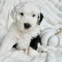 Old English Sheepdog and Sheepadoodle Puppies from The Great White Fluffalo