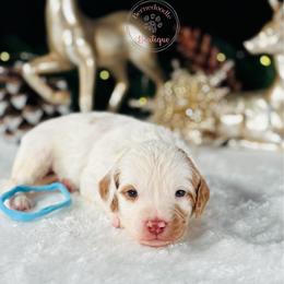 Ligjt blue boy - Yellow and white male Bernedoodle puppy in Waukesha, Wisconsin from Bernedoodle Boutique (and Cavapoos)