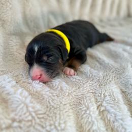Astro - Tri-color male Bernedoodle puppy in Waco, Texas from Blessings Pups Doodles