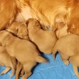 Golden Retrievers from Allison Wilding