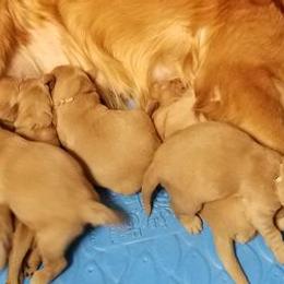 Golden Retrievers from Allison Wilding