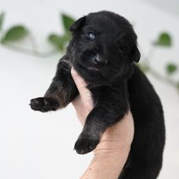 Tank - Bi-color male German Shepherd puppy in Coarsegold, California from Yosemite Shepherds