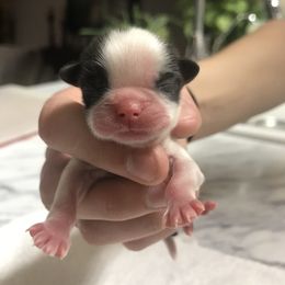 Shih Tzu Puppies from Willow Lane Shih Tzus