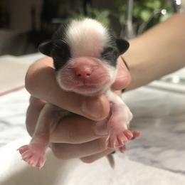 Shih Tzu Puppies from Willow Lane Shih Tzus