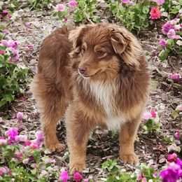 Bristol - Toy Australian Shepherd