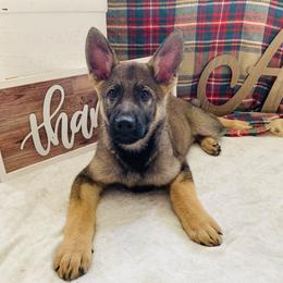 German Shepherd All Grown Up from Angel Oak German Shepherds