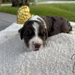 Patch - Blue merle male Bernedoodle puppy in Fort Pierce, Florida from Gentle Giants Doodle Co.