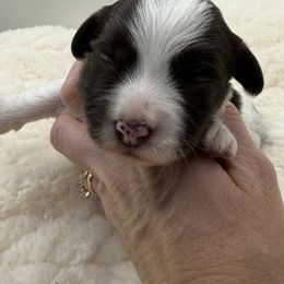 Girl 1 (chocolate) - Chocolate female Havanese puppy in Elkins, Arkansas from Havana Knights Havanese