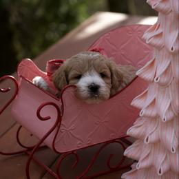Hermes - Apricot male Maltipoo puppy in Deming, Washington from Heavenly Puppies to Love
