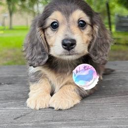 Blue and Cream Boy - Blue and cream male Dachshund puppy in Houston, Texas from L&L 4D Dancer’s Dachshunds