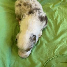 Troy - Red merle male Australian Shepherd puppy in Hammond, Louisiana from Gold Ring Australian Shepherds