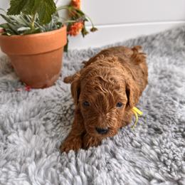 Yellow - Red  female Poodle puppy in Las Vegas, Nevada from Vegas Toy Poodles