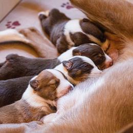 McNab Puppies from Vanir McNab Shepherds