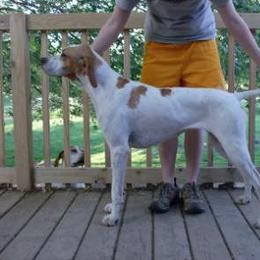 August “Augie” - Pointer
