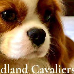Cavalier King Charles Spaniels from Victoria Parker
