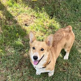Bonbon - Pembroke Welsh Corgi