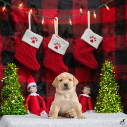 Labrador Retriever Puppies from Sun Ridge Labradors