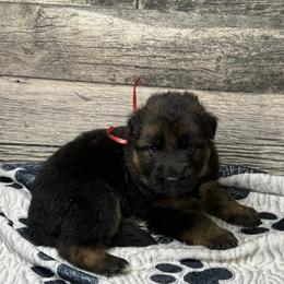 Hami red - Black and red male German Shepherd puppy in Herrick, South Dakota from Dakota Shepherds Kennels