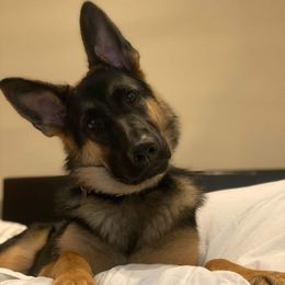 German Shepherd Puppies from Kaiser + Leyna