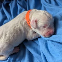 Orange Girl - Light golden female Golden Retriever puppy in Peoria, Arizona from Nordic Woof's Golden Retrievers