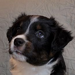 Miniature Australian Shepherd and Toy Australian Shepherd Puppies from Miller Hill Aussies