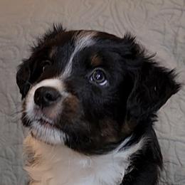 Miniature Australian Shepherd and Toy Australian Shepherd Puppies from Miller Hill Aussies