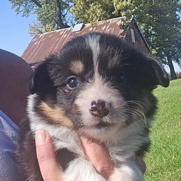 BLUE BOY-fluffy tail docked - Black and tan male American Corgi puppy in Walker, Iowa from Double K Corgis