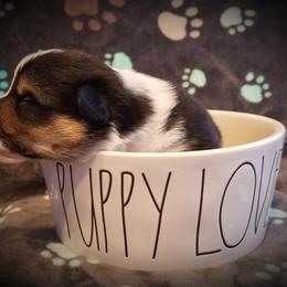Pembroke Welsh Corgi Puppies from Ranch Hand Corgis