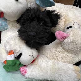 Chinese Shar-Pei and Pumi Puppies from Nixie Kennels