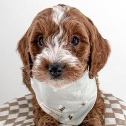 Swish - Red  male Goldendoodle puppy in Jamestown, Kentucky from Milk & Honey Doodles