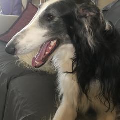 Borzoi All Grown Up from Borzoi on Konza Prairie