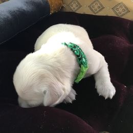 Golden Retriever Puppies from Snow Walker Goldens