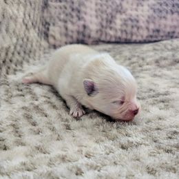 Boy 1 - Cream male Pomeranian puppy in Visalia, California from J-Pom Lee's