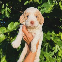 Liberty (Charlie) - Black and chalk female Australian Labradoodle puppy in Millville, California from Hope Lane Kennels