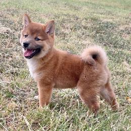 Coming soon 4 - Red male Shiba Inu puppy in Aledo, Texas from Louwien Shiba Rotties