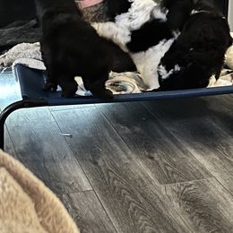 Poodles from Reeck’s Standard Poodles