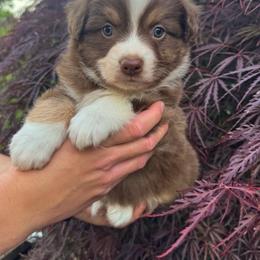 AKC Waffle (Natural Tail) - Red tri-color male Australian Shepherd puppy in Jonesborough, Tennessee from 5AFarms